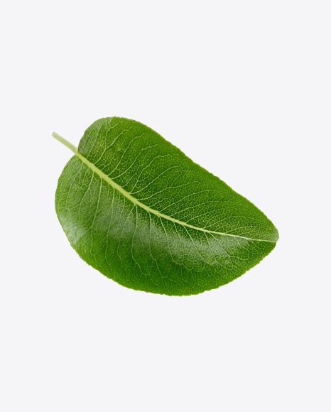 Free Green Leaf