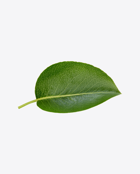 Free Green Leaf