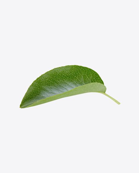 Free Green Leaf