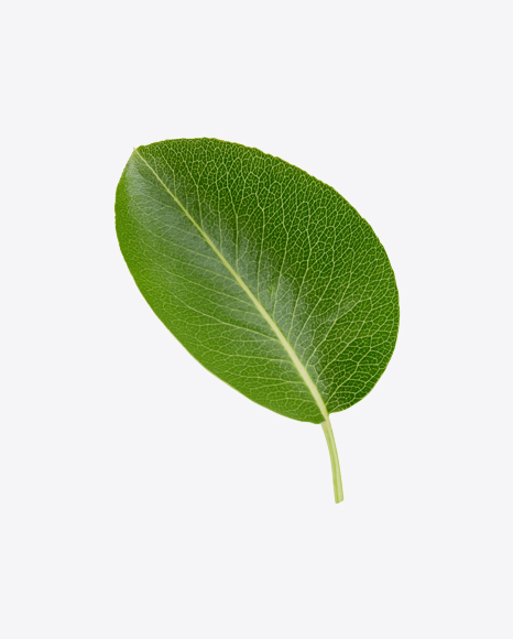 Free Green Leaf
