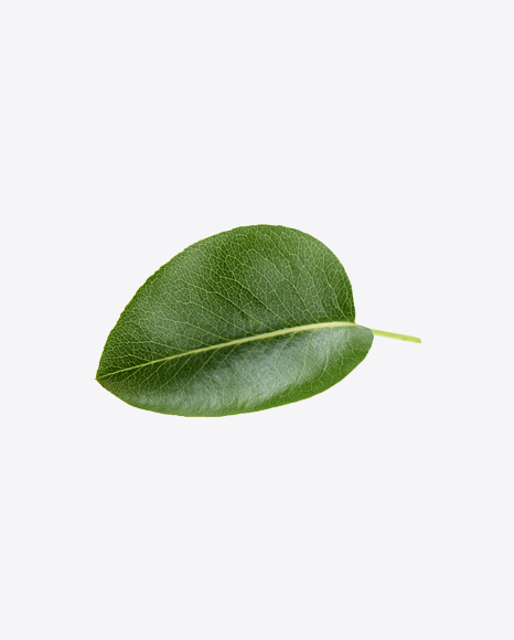 Free Green Leaf