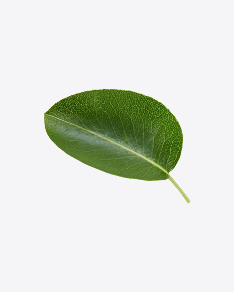 Free Green Leaf