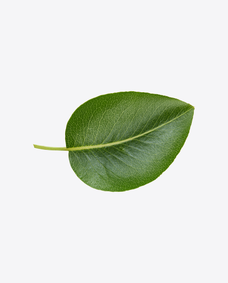 Free Green Leaf
