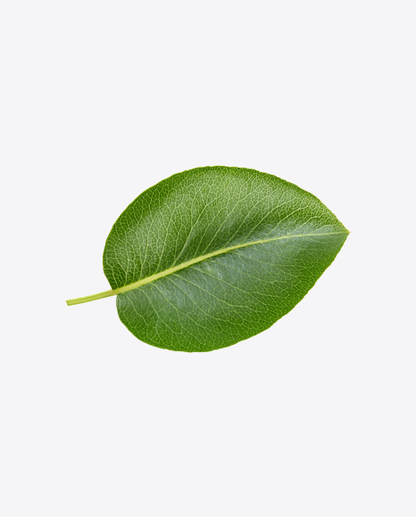 Free Green Leaf