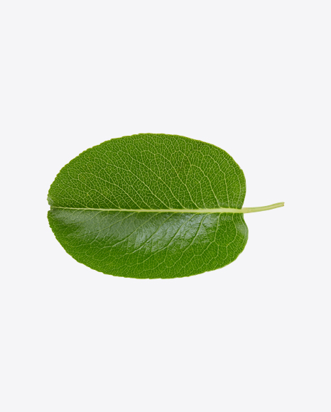 Free Green Leaf