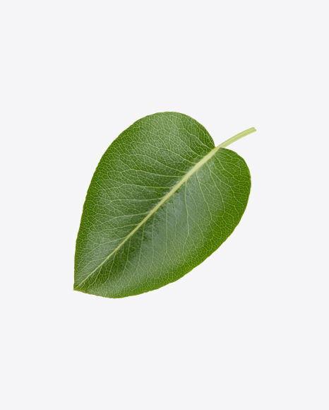 Free Green Leaf