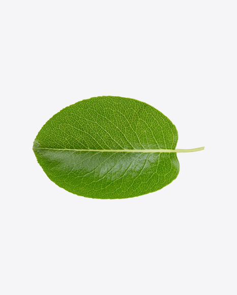 Free Green Leaf