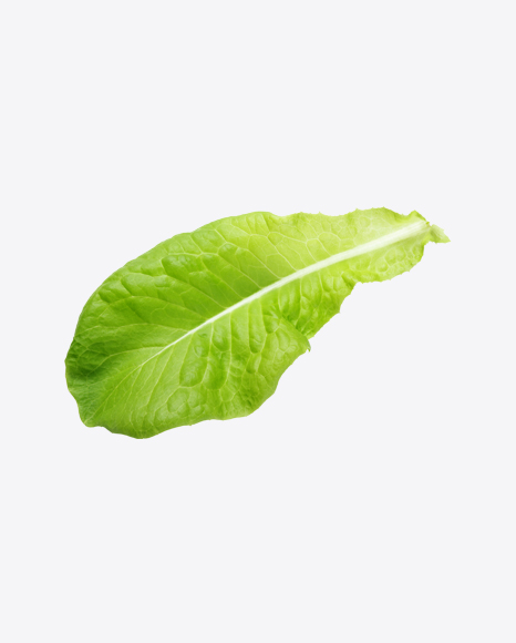Free Lettuce Leaf