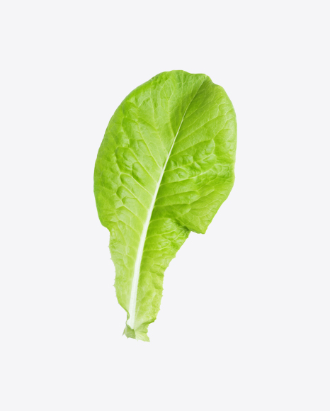 Free Lettuce Leaf