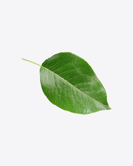 Free Pear Leaf