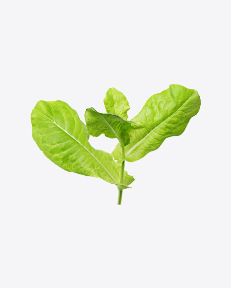 Free Lettuce Leaves