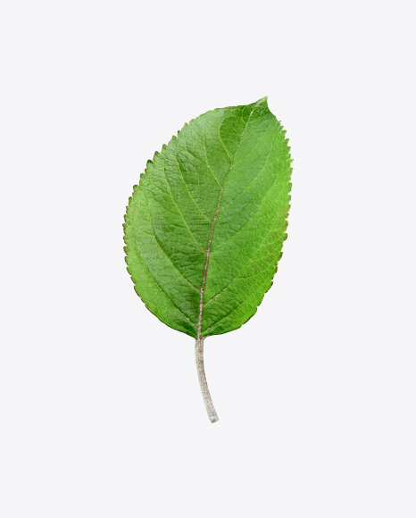 Free Green Leaf