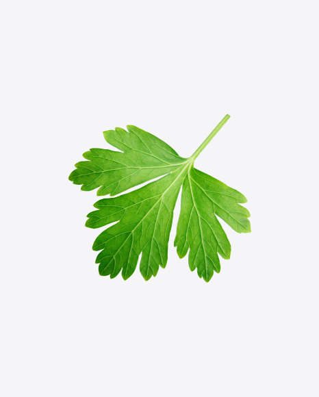 Free Parsley Leaf