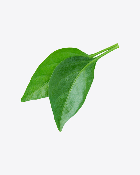 Free Green Leaves
