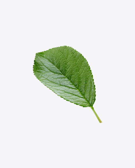 Free Green Leaf