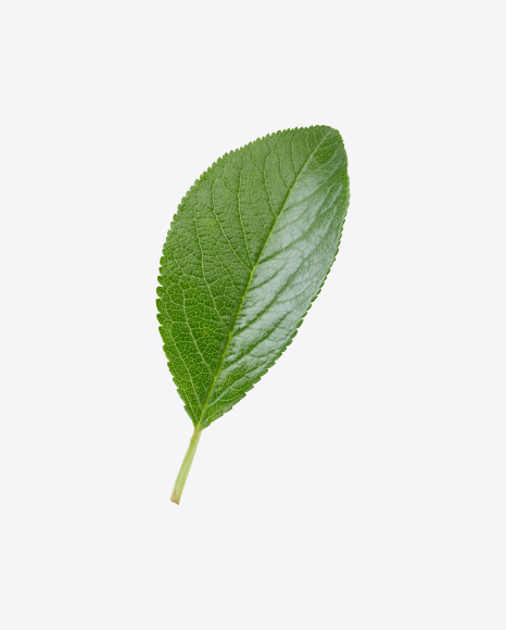 Free Green Leaf