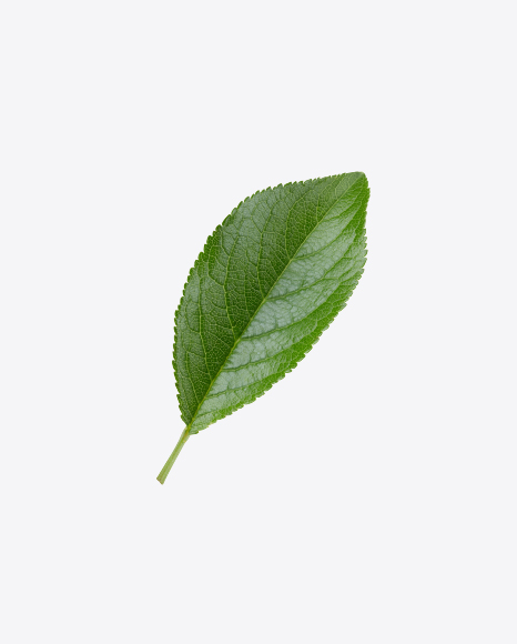 Free Green Leaf