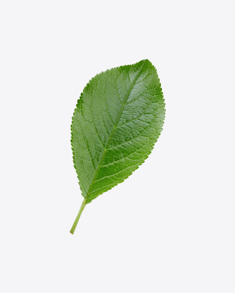 Free Green Leaf