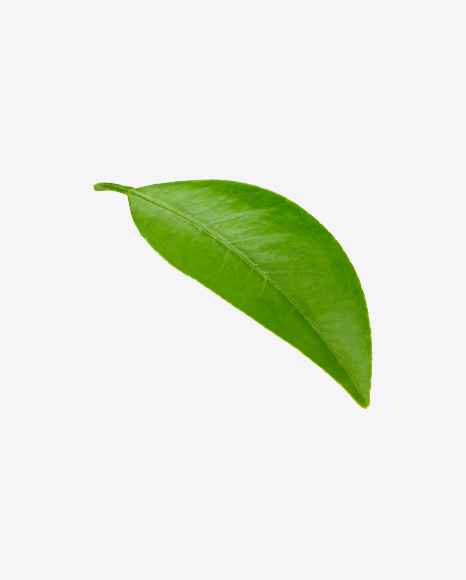 Free Mango Leaf
