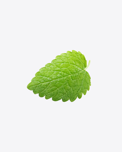 Free Lemon Balm Leaf