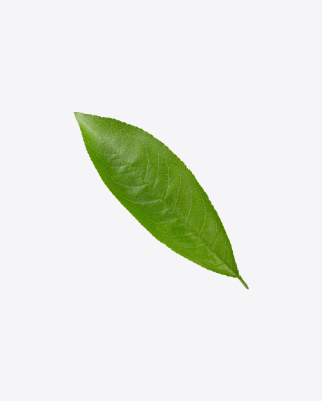 Free Green Leaf