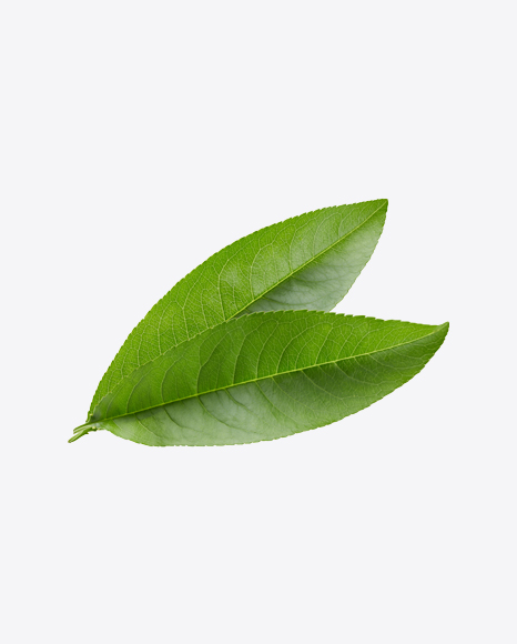 Free Green Leaves