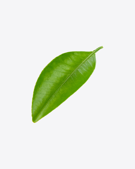 Free Green Leaf