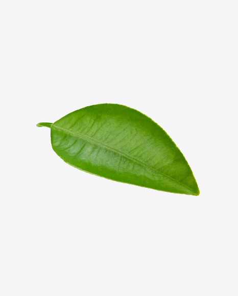 Free Green Leaf