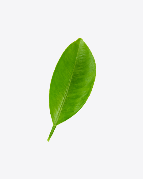 Free Green Leaf