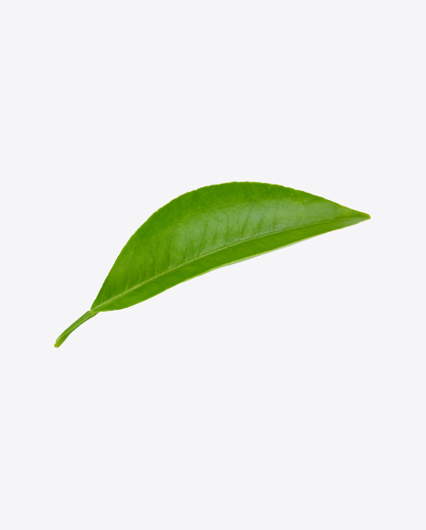 Free Green Leaf