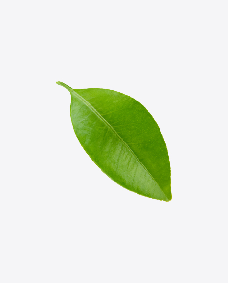 Free Green Leaf