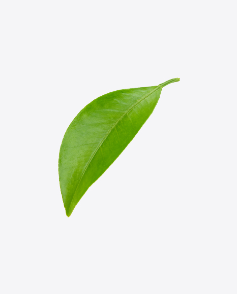 Free Green Leaf