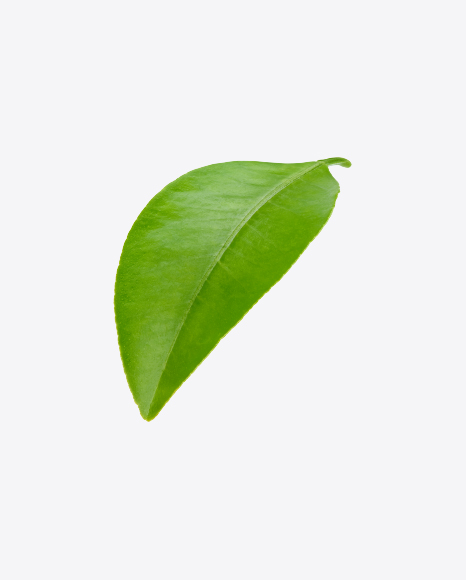 Free Green Leaf