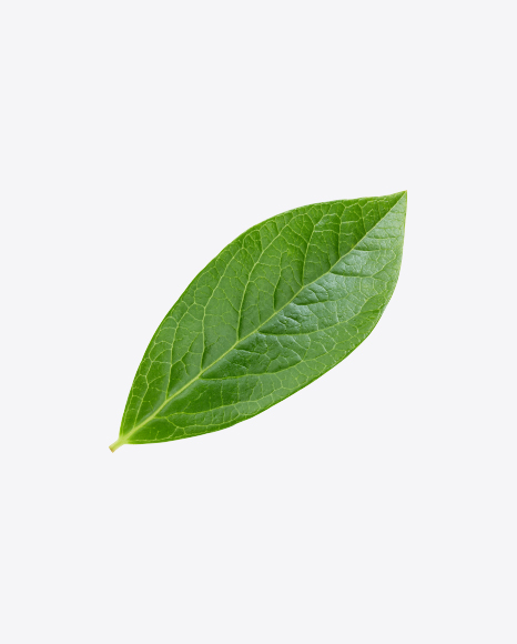 Free Green Leaf