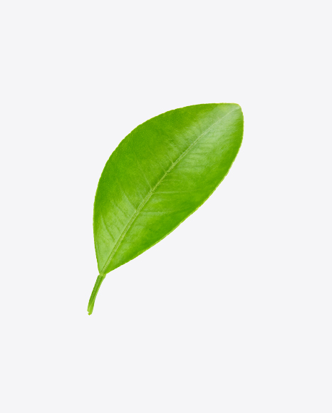 Free Green Leaf