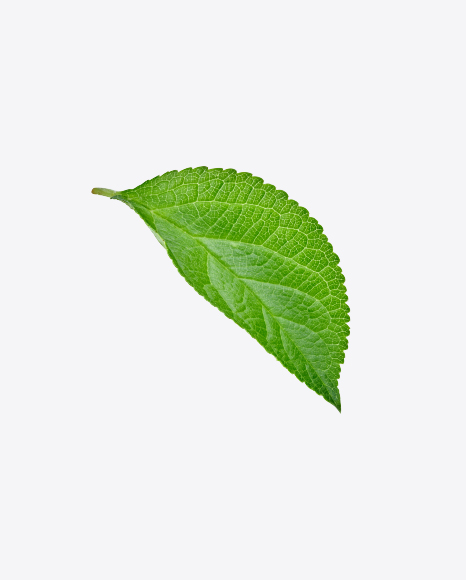 Free Green Leaf