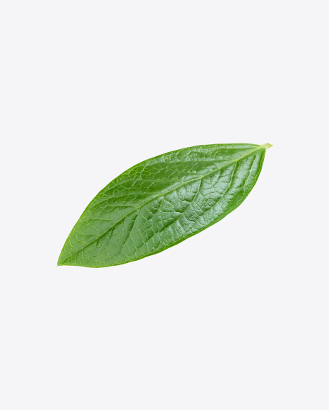 Free Green Leaf