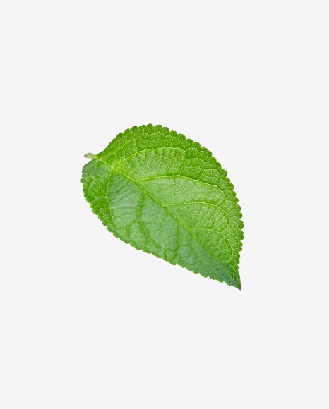 Free Green Leaf