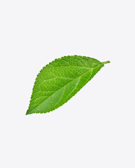 Free Green Leaf