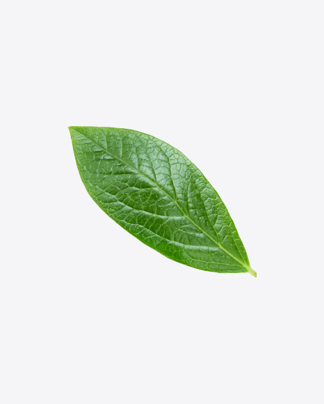 Free Green Leaf