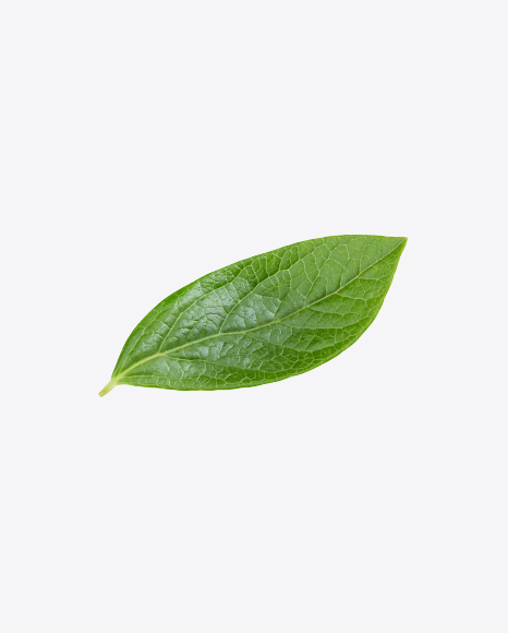 Free Green Leaf