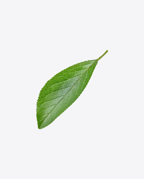 Free Green Leaf