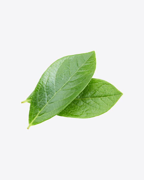 Free Green Leaf