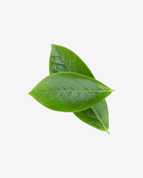 Free Green Leaves