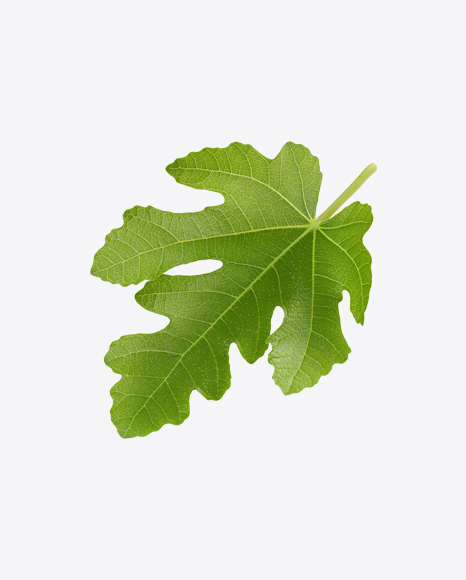 Free Fig Tree Leaf