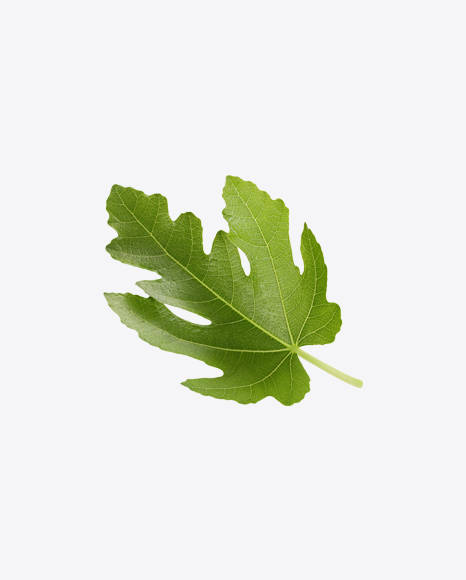 Free Fig Tree Leaf