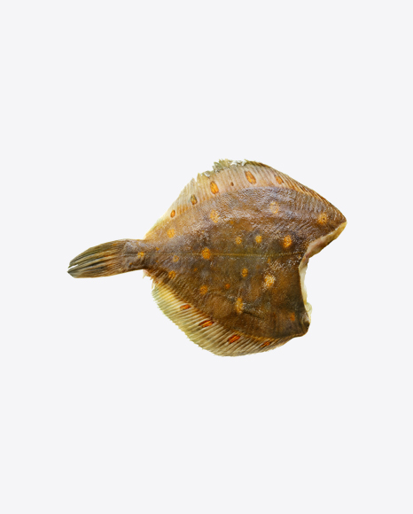 Free Raw Plaice
