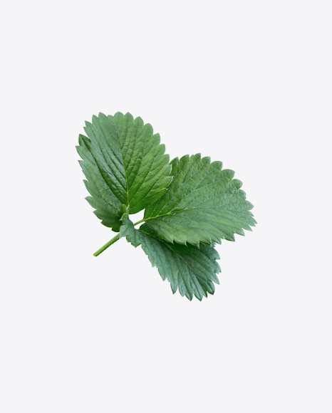 Free Mint Branch