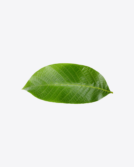 Free Walnut Leaf