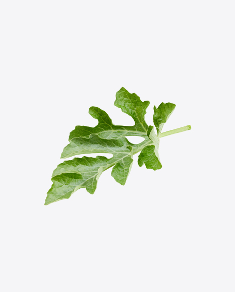Free Watermelon Leaf